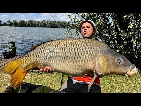 Видео: Ви такого ще не бачили! Наколотили прикормки, "мамонти" клюють кожну хвилину! Як ловити коропа літом