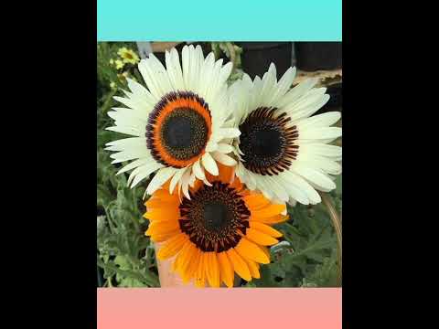 Видео: Посухостійкі невибагливі квіти, про які не всі знають!🌸🌺🏵️🌼