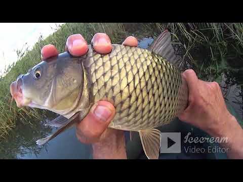 Видео: Ловля КАРПА на ПОПЛАВОК, это КЛАССИКА! Выдёргиваю из Дебрей по воздуху!