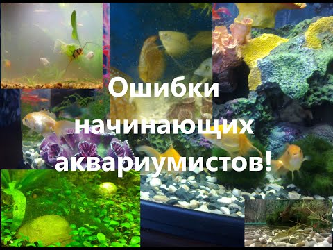 Видео: Ошибки начинающих аквариумистов.