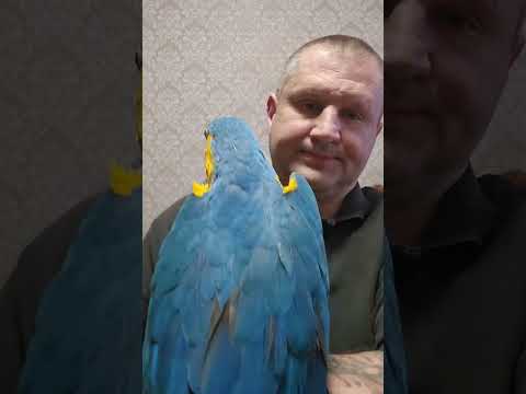 Видео: НАСКОЛЬКО ОПАСЕН БОЛЬШОЙ ПОПУГАЙ, КАКИЕ ТРАВМЫ ОН МОЖЕТ НАНЕСТИ