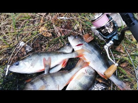 Видео: Пассивный окунь.Как уйти от нуля любыми путями. Тактика ловли