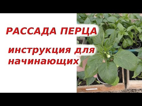 Видео: Я ДАЮ 100% ГАРАНТИЮ, что рассада перца у вас получится крепкой и красивой.