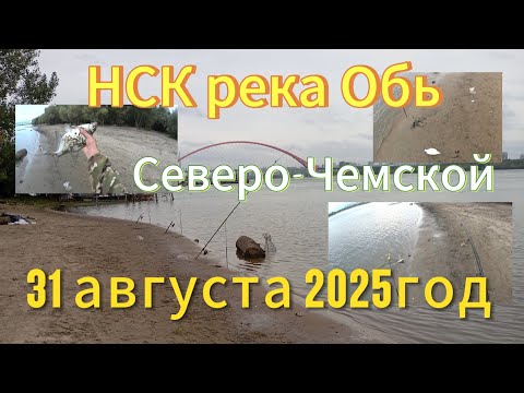 Видео: Рыбалка на фидер и донки в Сибири НСК река Обь. 31 августа 2025год.