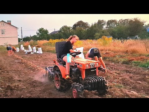 Видео: Ох і вродила🥔🥔хоч😭Вечірній коп 🚜 Японцем+копалка Полтавчанка👍На Дируни накопали,сімейка в ділі💪