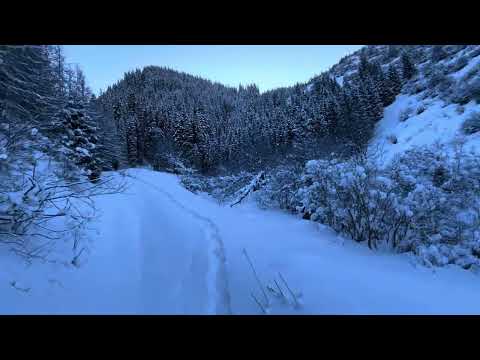 Видео: ОХОТА НА КОСУЛЮ В КАЗАХСТАНЕ #охота #косуля #казахстан #горы
