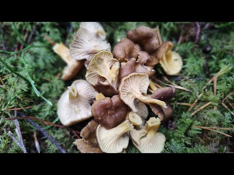 Видео: 2 ноября 2025 г. ГРИБЫ - ЕСТЬ!!!