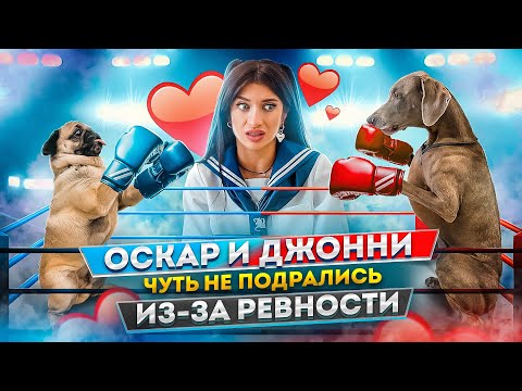 Видео: ОСКАР И ДЖОНИ ЧУТЬ НЕ ПОДРАЛИСЬ ИЗ-ЗА РЕВНОСТИ...