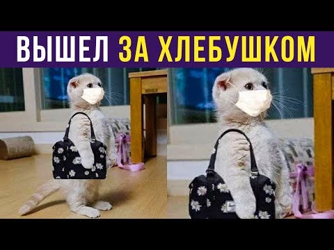 Видео: Приколы с котами. Кот вышел за хлебушком | Мемозг #223