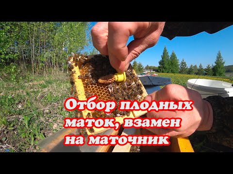 Видео: ОТБОР ПЛОДНЫХ МАТОК ИЗ НУКЛЕУСОВ, РАЗДАЧА ЗРЕЛЫХ МАТОЧНИКОВ НА ВЫХОДЕ