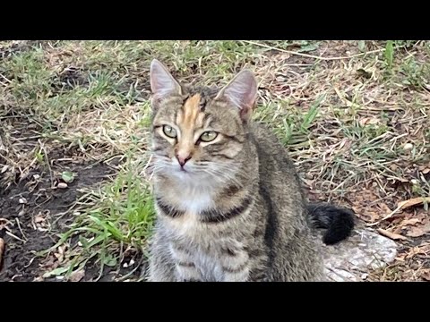 Видео: Косю траву 😊булочки із динею 👍дача в листопаді 🍂🍂🍂