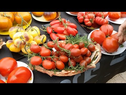 Видео: Презентация новых сортов томатов 2018 года (Часть VII)