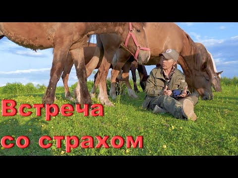 Видео: Тренинг "Психология лошади". Встреча со страхом!