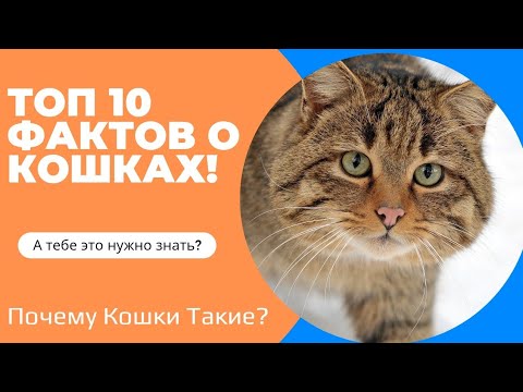 Видео: 10 Фактов Коты Скрывают Это от Нас! Факты о Кошках, от Которых Волосы Дыбом!