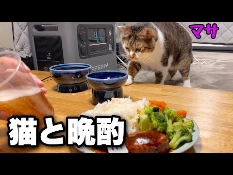 Видео: Наслаждайтесь едой с любимым котом в машине, ведь это гораздо комфортнее, чем дома! [AFERIY P210]