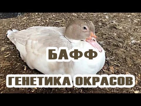 Видео: БАФФ, ещё один окрас мускусных уток  Генетика окрасов мускусной утки часть 6