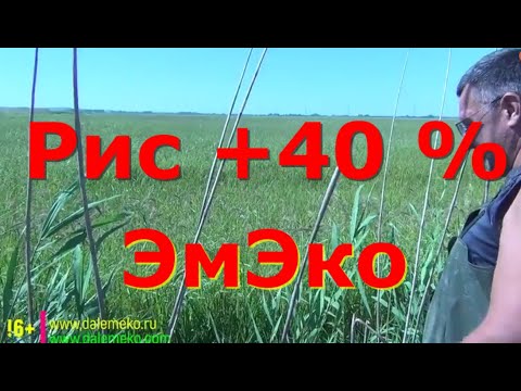 Видео: Такой рис ещё не собирали. +40 к урожаю.