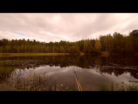 Видео: Херабуна.  Осень. Ловим моменты.