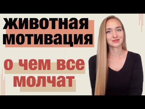 Видео: Где взять мотивацию