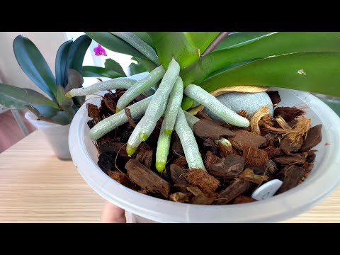 Видео: НОВЫЕ корни орхидей ПОДРОБНО / НЕ все желтеющие листья орхидеи от болезни