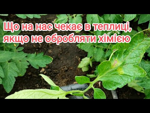 Видео: Кладоспоріоз та інші хвороби помідорів.