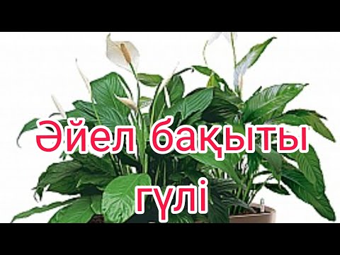 Видео: Әйел бақыты гүлі/емдеу және күтімі                            #гүл #үйгүлдері #спатифиллум