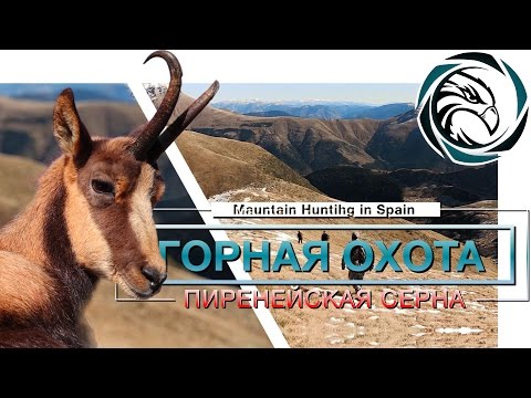 Видео: ГОРНАЯ ОХОТА В ИСПАНИИ: ПИРЕНЕЙСКАЯ СЕРНА / Hunting Pyrenean Chamois: An Epic Journey in Spain!