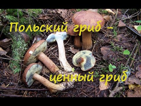 Видео: Польский гриб - лучший среди моховиков. Imleria badia.