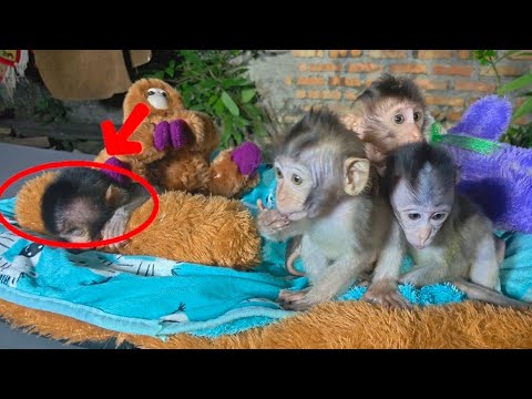 Видео: ЭТО НЕПРОСТО! ЗАБОТА О 5 ДЁТЁНКАХ ОБЕЗЬЯН ОДНОВРЕМЕННО ДНЁМ И НОЧЬЮ