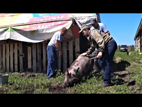 Видео: Забой свиней