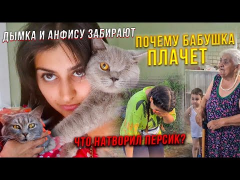 Видео: Анфиса и Дымок отправились в добрые руки😍 Перс меня свалил🤦‍♀️Жесть. Встречаем моего брата с Москвы.