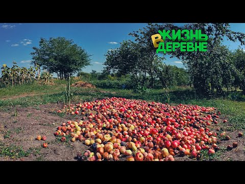 Видео: Всё перекосил ☘️
