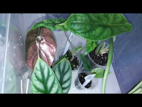 Видео: КОМНАТНЫЕ РАСТЕНИЯ(ЦВЕТЫ).АЛОКАЗИИ.