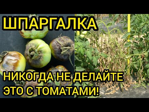 Видео: ТОМАТЫ НЕ ПРОСТЯТ ЭТИ 8 ОШИБОК!