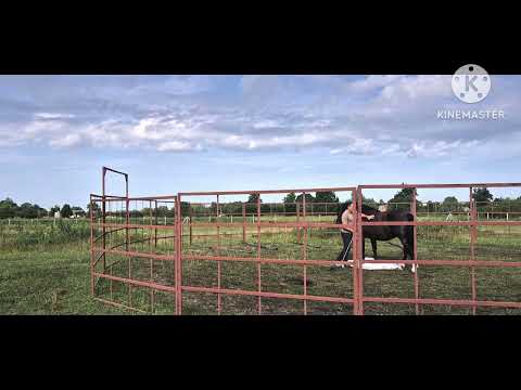 Видео: Коні в порівнянні, молоді і старші, Аіша запалює вкінці, робота в бочці