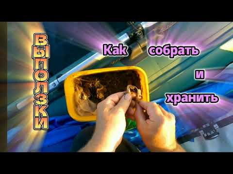 Видео: Лучшая насадка на САЗАНА и СОМА : ВЫПОЛЗКИ. Сбор и хранение. Личный опыт!