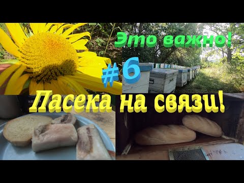 Видео: ✅Обработка пчел после откачки меда! Это важно! Пасека на связи #6!