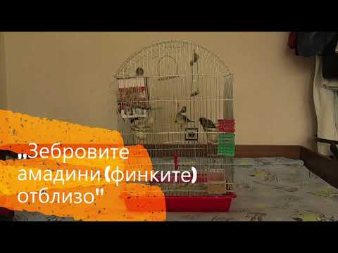 Видео: ,,Зебровите амадини (финките) отблизо''