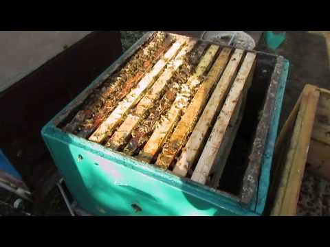 Видео: ошибки пчеловода - сокращение гнезда у пчел весной, не нужная работа, и лишнее беспокойство пчел