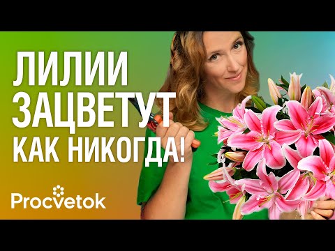 Видео: ВСЕ О ЛИЛИЯХ ОСЕНЬЮ: посадка, пересадка, размножение, деление, уход