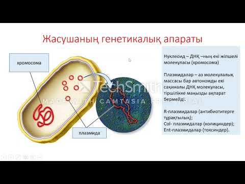 Видео: Дәріс №3