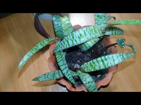 Видео: 🌾Мои луковичные комнатные цветы 🌾Эухарис,дримиопсис,ледебурия и т.д .🌾Обзор в начале декабря🌾