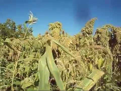 Видео: Как мы собираем амарант 2017