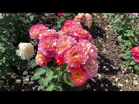 Видео: «ЦВЕТУЩИЕ ГРЯДКИ» 44 сорта роз с названиями,питомник maryroses.ru🌱