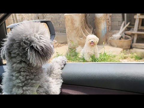 Видео: Один душераздирающий взгляд из окна машины, и я решила вернуться за ней...
