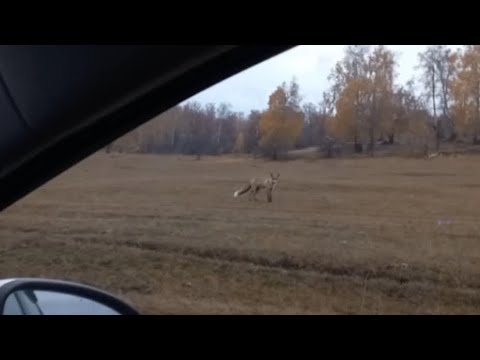 Видео: Находки монет и дикие животные! 
