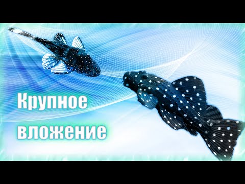 Видео: Большая сумма на номерных сомов. L-183, L-201, L-216 и лорикария.