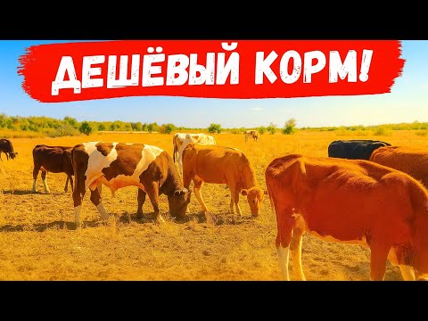 Видео: 🐄Самый простой и дешёвый способ содержания коров! 🐄