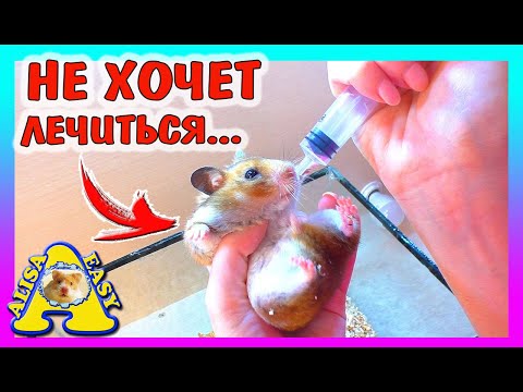 Видео: ГЕНЕРАЛЬНАЯ Уборка у хомки СТРЕЛКИ / КУПАЕМ КОТА Васю / уборка клетке хомяка / Alisa Easy Pets