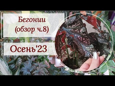 Видео: Обзор коллекции бегоний. Осень' 23.